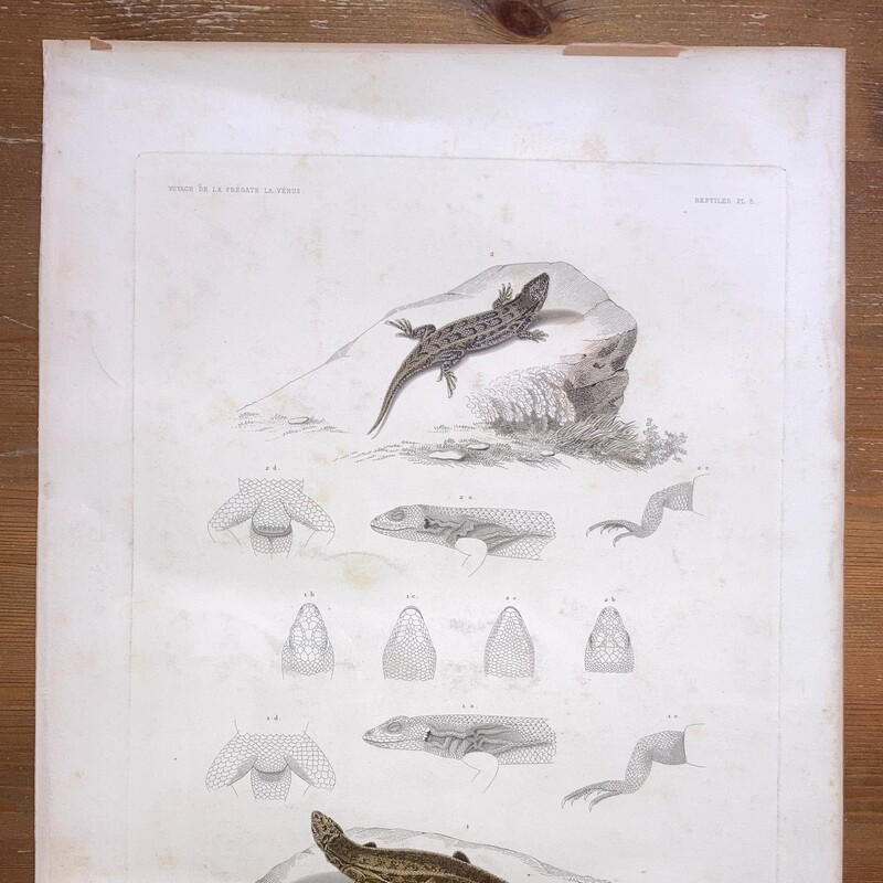 Voyage autour du monde sur la frégate la Vénus Zoologie#5