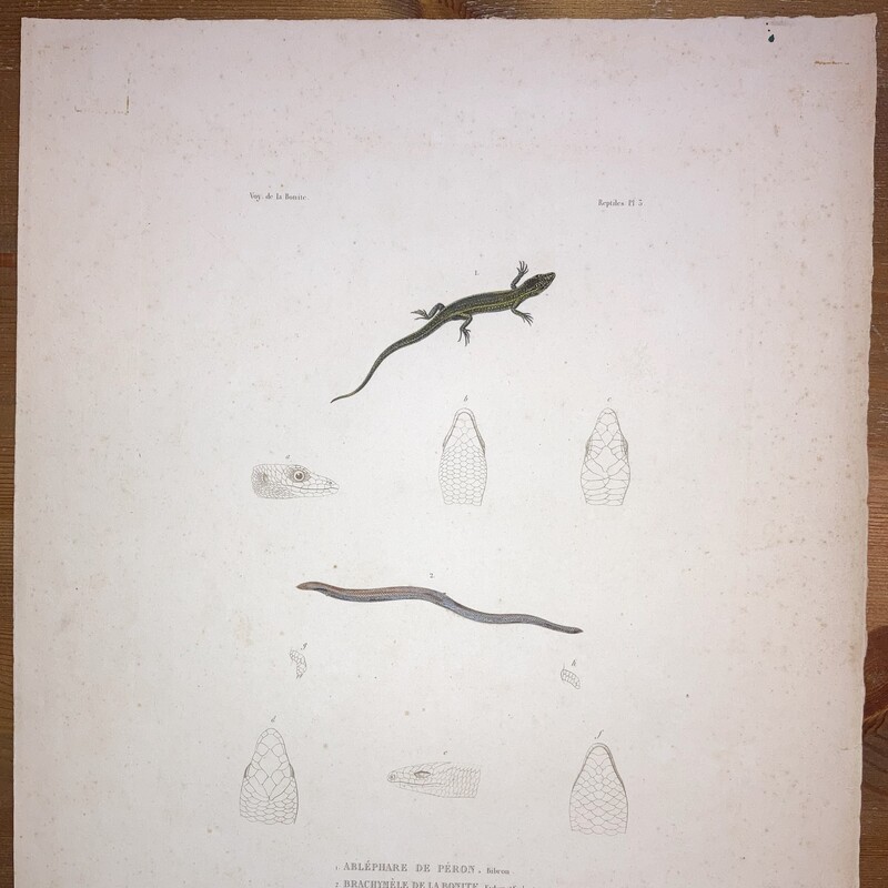 CaptionVoyage Autour du Monde exécuté pendant les années 1836 et 1837 sur la corvette La Bonite#3