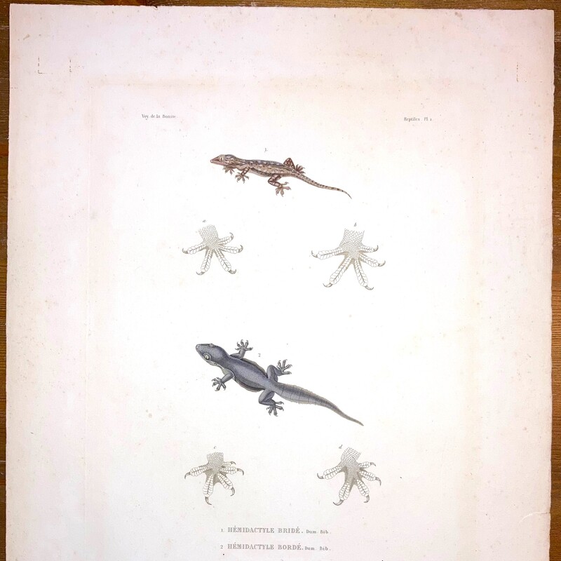 Voyage Autour du Monde exécuté pendant les années 1836 et 1837 sur la corvette La Bonite#1