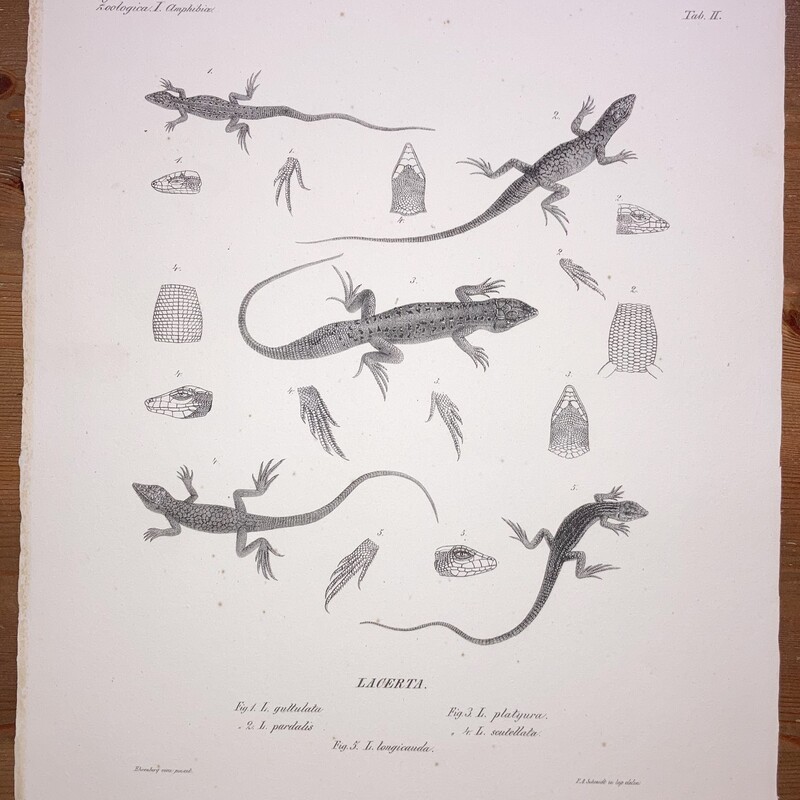 Symbolae Physicae Reptilia Tab #II