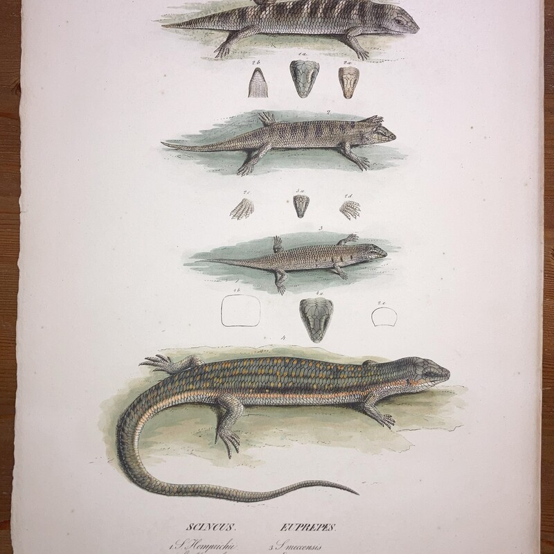 Symbolae Physicae Reptilia Tab #III