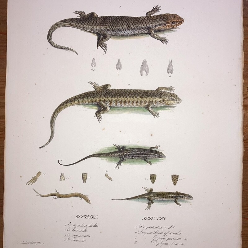 Symbolae Physicae Reptilia Tab #IV