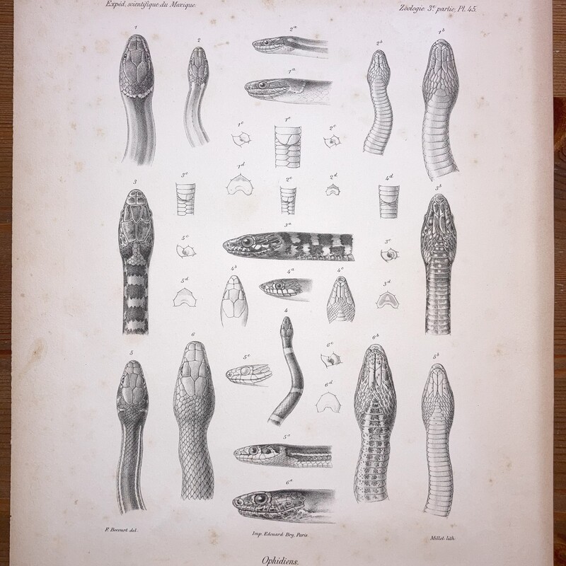 Mission scientifique au Mexique et dans l’Amérique Centrale