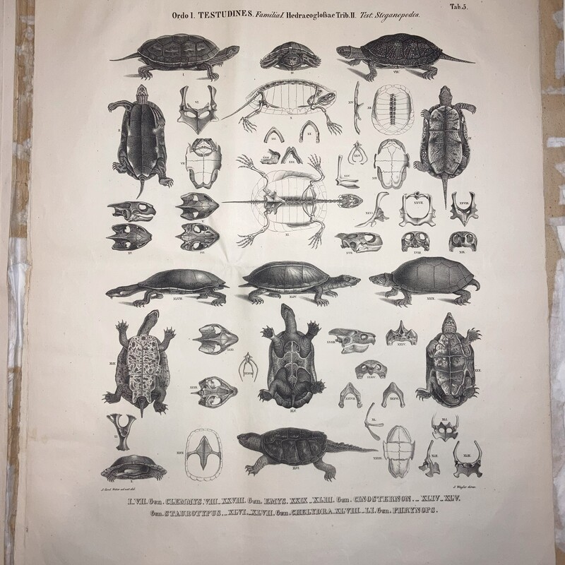 Natürliches System der Amphibien Tab.V