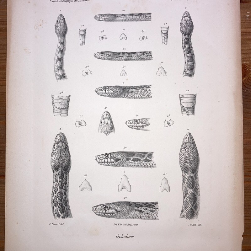 Mission scientifique au Mexique et dans l’Amérique Centrale #46