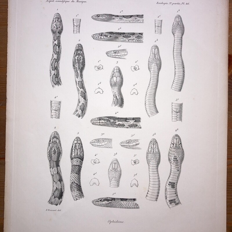 Mission scientifique au Mexique et dans l’Amérique Centrale #46