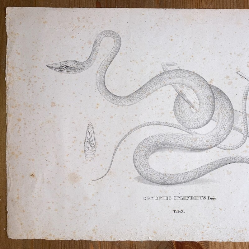 Descriptiones et icones amphibiorum #X