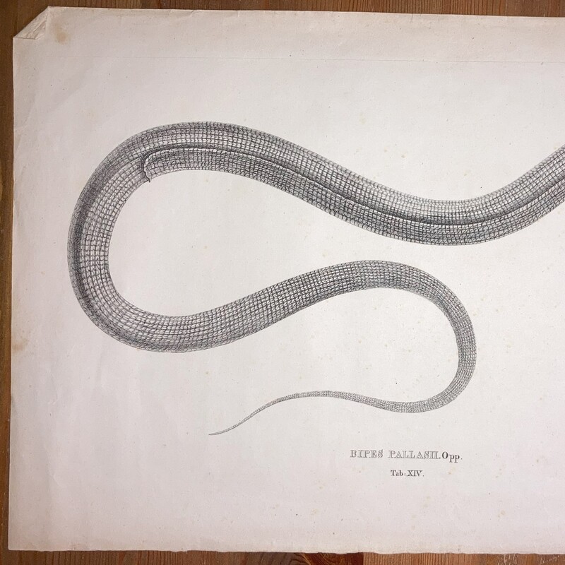 Descriptiones et icones amphibiorum #XIV